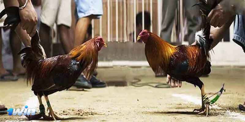 Cockfighting 1win Bangladesh - Outstanding Features Of Cockfighting 1win Bangladesh